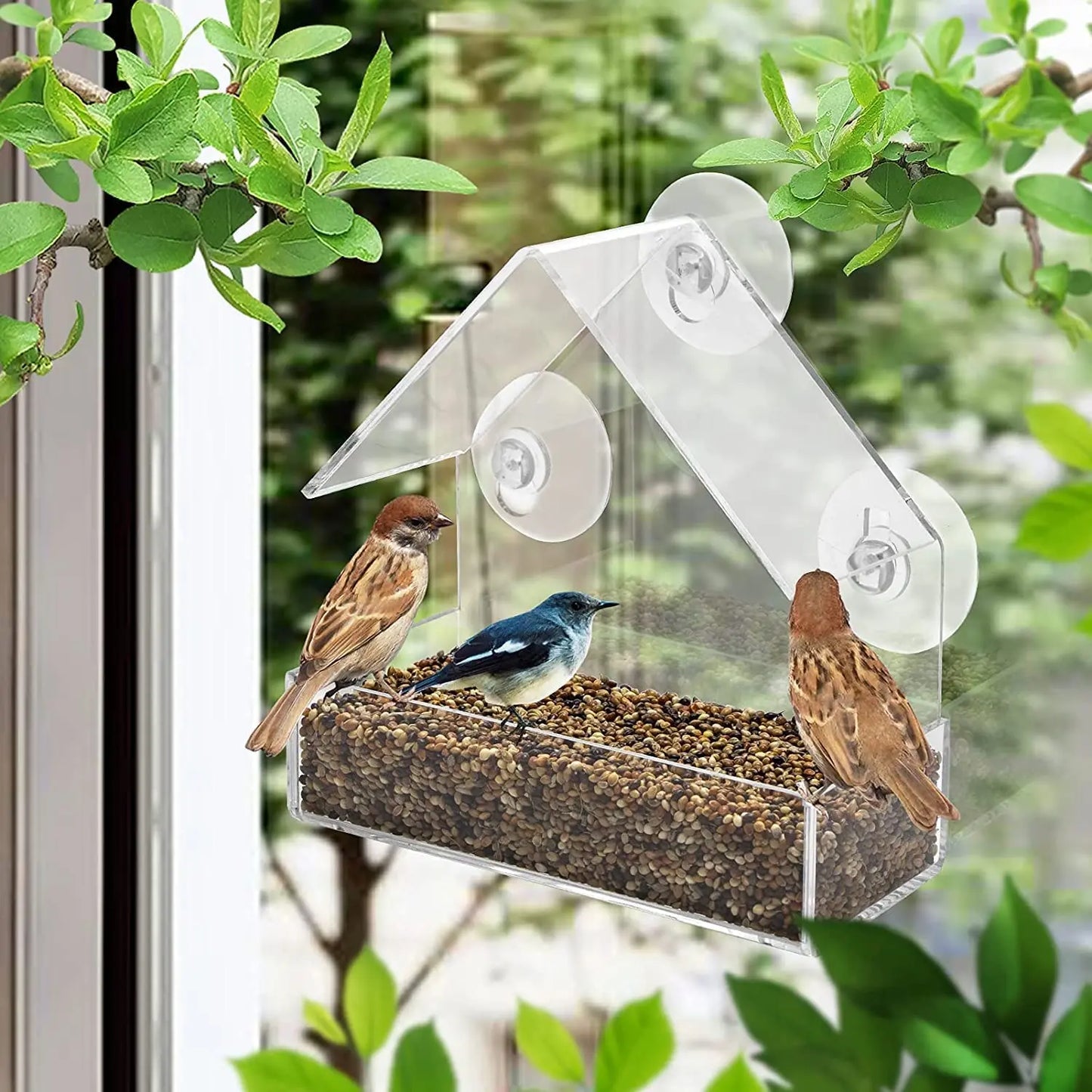 Transparent Window Wild Bird Feeder House | Removable Suction Cups & Sliding Feed Tray for Garden, Patio, and Yard