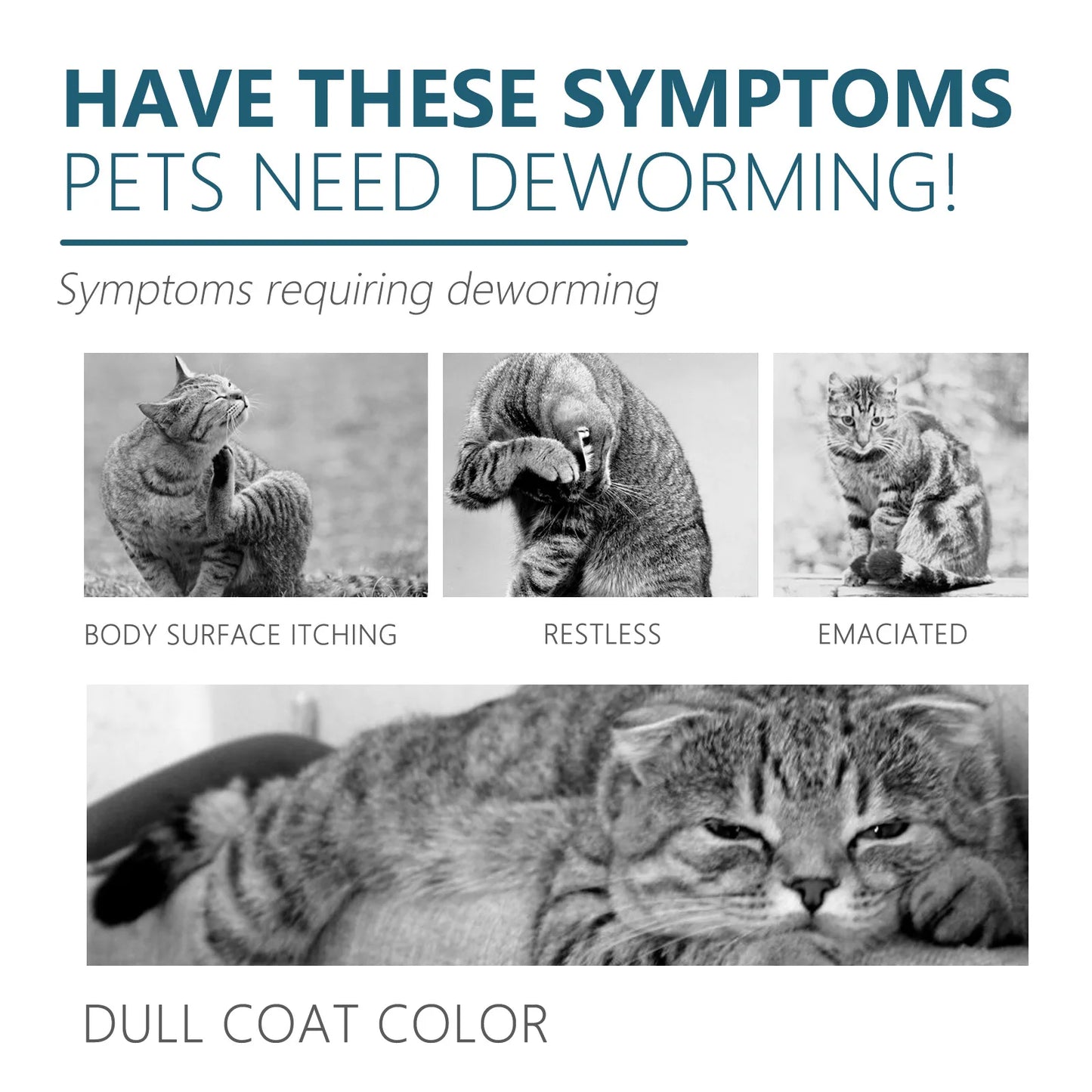 All-in-One Pet Flea and Tick Treatment Drops | Lice, Mite, and Ringworm Remover for Cats and Dogs